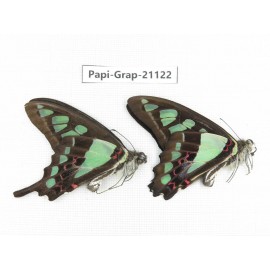 Graphium cloanthus clymenus. China, Sichuan, Baoxing county. 2M. Papi-Grap-21122.