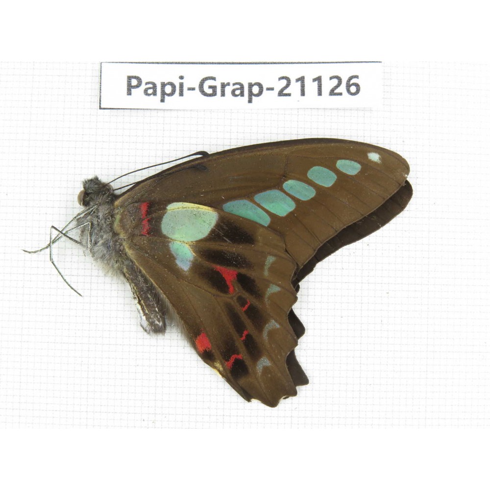 Graphium sarpedon sarpedon. China, Sichuan, Baoxing county. 1M. Papi-Grap-21126.