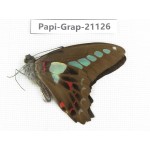 Graphium sarpedon sarpedon. China, Sichuan, Baoxing county. 1M. Papi-Grap-21126.