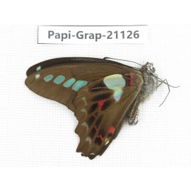 Graphium sarpedon sarpedon. China, Sichuan, Baoxing county. 1M. Papi-Grap-21126.