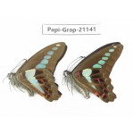 Graphium sarpedon sarpedon. China, Sichuan, Baoxing county. 2M. Papi-Grap-21141.
