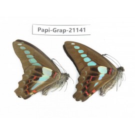Graphium sarpedon sarpedon. China, Sichuan, Baoxing county. 2M. Papi-Grap-21141.