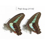 Graphium sarpedon sarpedon. China, Sichuan, Baoxing county. 2M. Papi-Grap-21142.
