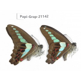 Graphium sarpedon sarpedon. China, Sichuan, Baoxing county. 2M. Papi-Grap-21142.