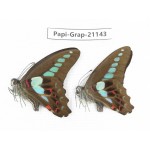 Graphium sarpedon sarpedon. China, Sichuan, Baoxing county. 2M. Papi-Grap-21143.