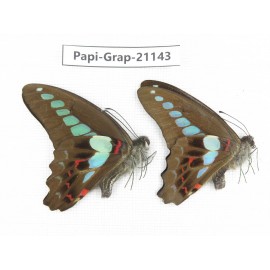 Graphium sarpedon sarpedon. China, Sichuan, Baoxing county. 2M. Papi-Grap-21143.
