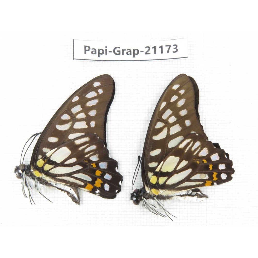 Graphium chironides chironides. China, Sichuan, Baoxing county. 2M. Papi-Grap-21173.