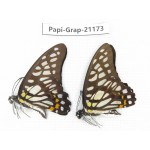 Graphium chironides chironides. China, Sichuan, Baoxing county. 2M. Papi-Grap-21173.
