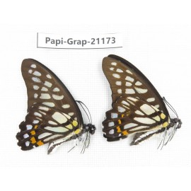 Graphium chironides chironides. China, Sichuan, Baoxing county. 2M. Papi-Grap-21173.
