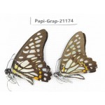 Graphium chironides chironides. China, Sichuan, Baoxing county. 2M. Papi-Grap-21174.