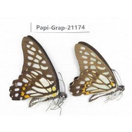 Graphium chironides chironides. China, Sichuan, Baoxing county. 2M. Papi-Grap-21174.