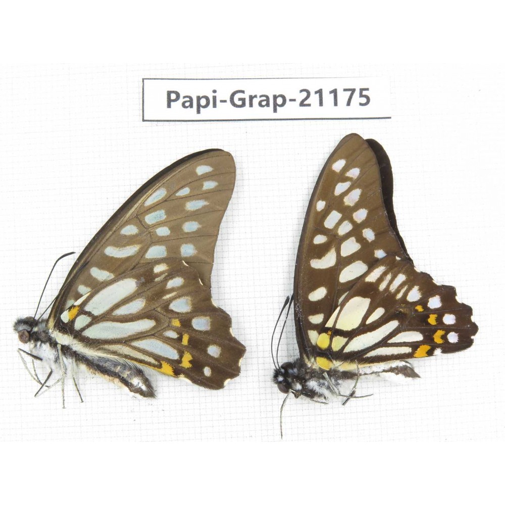 Graphium chironides chironides. China, Sichuan, Baoxing county. 2M. Papi-Grap-21175.