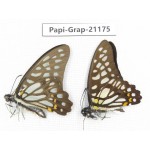 Graphium chironides chironides. China, Sichuan, Baoxing county. 2M. Papi-Grap-21175.