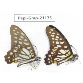 Graphium chironides chironides. China, Sichuan, Baoxing county. 2M. Papi-Grap-21175.