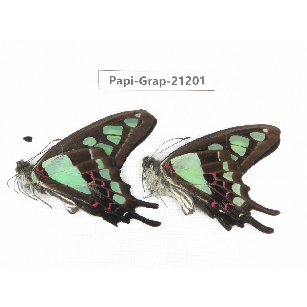 Graphium cloanthus clymenus. China, Sichuan, Baoxing county. 2M. Papi-Grap-21201.