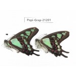 Graphium cloanthus clymenus. China, Sichuan, Baoxing county. 2M. Papi-Grap-21201.