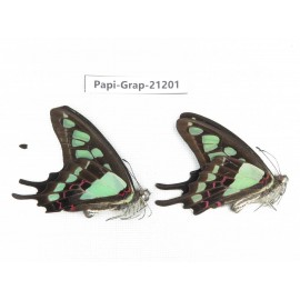Graphium cloanthus clymenus. China, Sichuan, Baoxing county. 2M. Papi-Grap-21201.