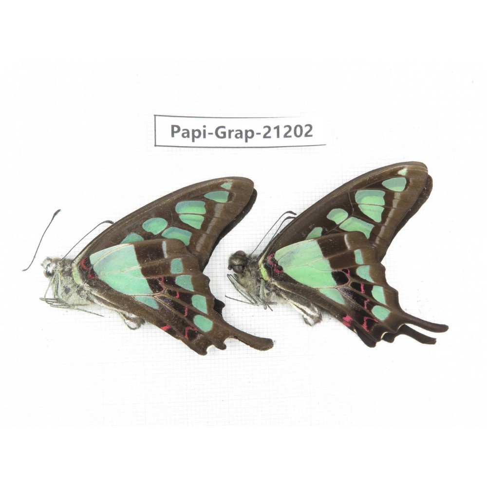 Graphium cloanthus clymenus. China, Sichuan, Baoxing county. 2M. Papi-Grap-21202.