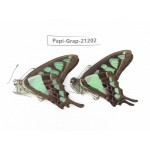 Graphium cloanthus clymenus. China, Sichuan, Baoxing county. 2M. Papi-Grap-21202.