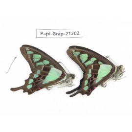 Graphium cloanthus clymenus. China, Sichuan, Baoxing county. 2M. Papi-Grap-21202.