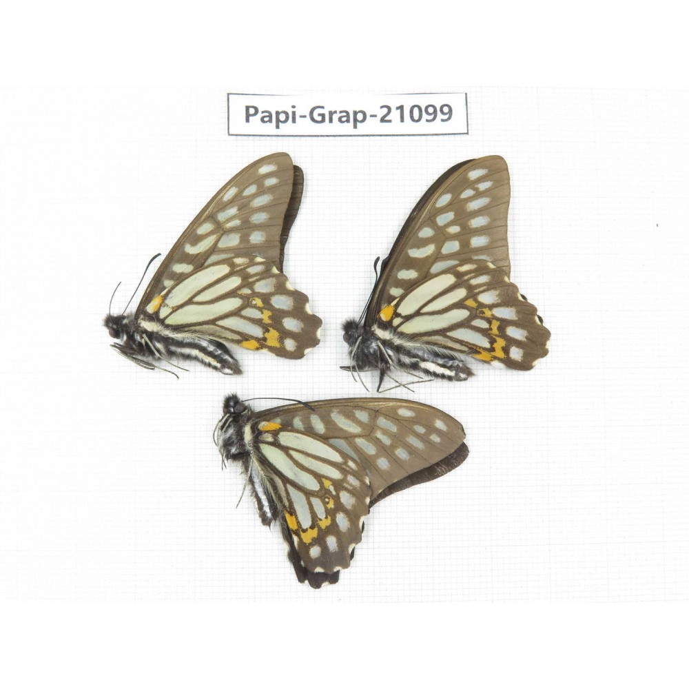 Graphium chironides chironides. China, Sichuan, Ganzi, S Slop of Mt.Gonggashan. 3M. Papi-Grap-21099.