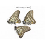 Graphium chironides chironides. China, Sichuan, Ganzi, S Slop of Mt.Gonggashan. 3M. Papi-Grap-21099.