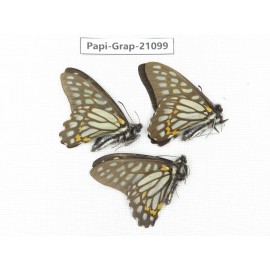 Graphium chironides chironides. China, Sichuan, Ganzi, S Slop of Mt.Gonggashan. 3M. Papi-Grap-21099.