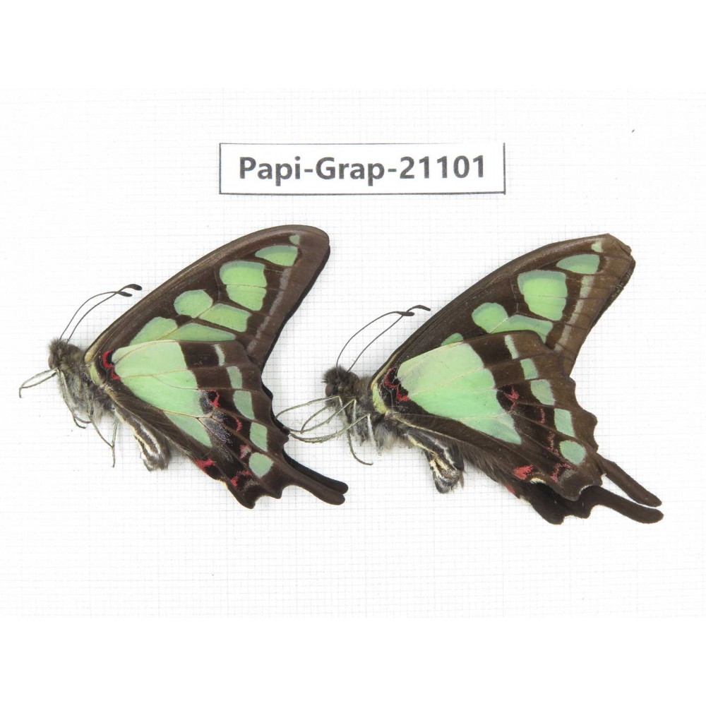 Graphium cloanthus clymenus. China, Sichuan, Ganzi, S Slop of Mt.Gonggashan. 2M. Papi-Grap-21101.