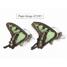 Graphium cloanthus clymenus. China, Sichuan, Ganzi, S Slop of Mt.Gonggashan. 2M. Papi-Grap-21101.