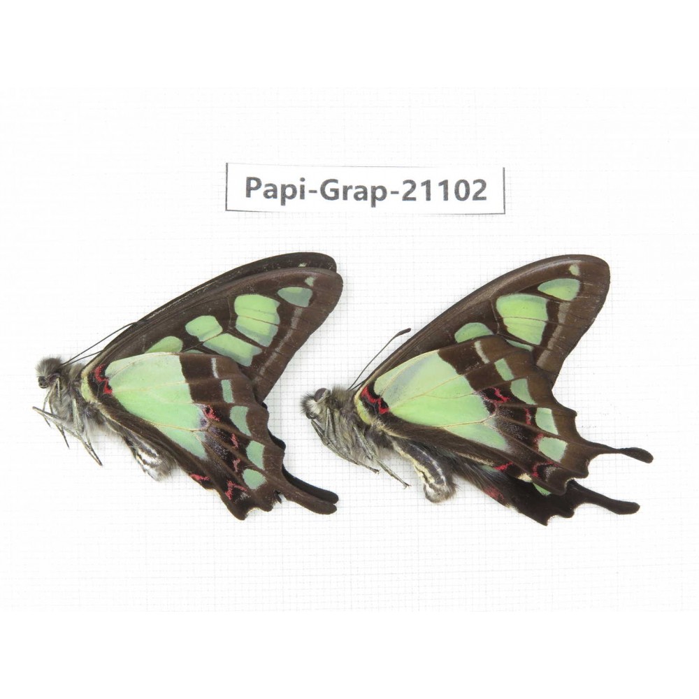 Graphium cloanthus clymenus. China, Sichuan, Ganzi, S Slop of Mt.Gonggashan. 2M. Papi-Grap-21102.