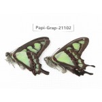 Graphium cloanthus clymenus. China, Sichuan, Ganzi, S Slop of Mt.Gonggashan. 2M. Papi-Grap-21102.