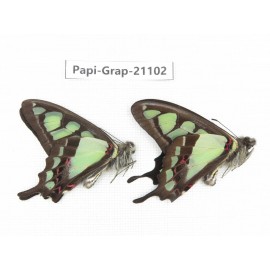 Graphium cloanthus clymenus. China, Sichuan, Ganzi, S Slop of Mt.Gonggashan. 2M. Papi-Grap-21102.