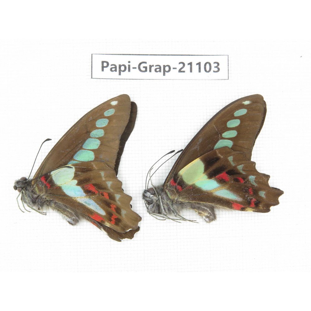 Graphium sarpedon sarpedon. China, Sichuan, Ganzi, S Slop of Mt.Gonggashan. 2M. Papi-Grap-21103.