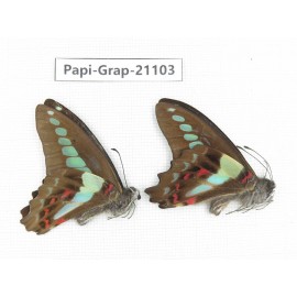 Graphium sarpedon sarpedon. China, Sichuan, Ganzi, S Slop of Mt.Gonggashan. 2M. Papi-Grap-21103.