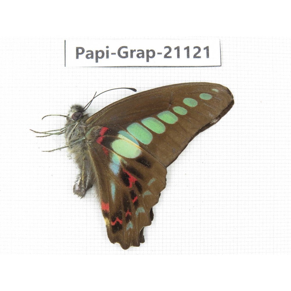 Graphium sarpedon sarpedon. China, Sichuan, Ganzi, S Slop of Mt.Gonggashan. 1M. Papi-Grap-21121.