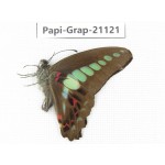 Graphium sarpedon sarpedon. China, Sichuan, Ganzi, S Slop of Mt.Gonggashan. 1M. Papi-Grap-21121.