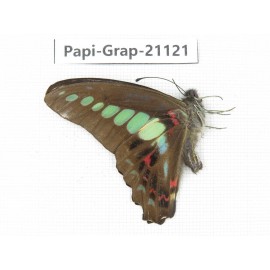 Graphium sarpedon sarpedon. China, Sichuan, Ganzi, S Slop of Mt.Gonggashan. 1M. Papi-Grap-21121.