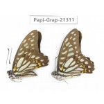 Graphium chironides ssp. China, Sichuan, Liangshan, Dechang county. 2M. Papi-Grap-21311.
