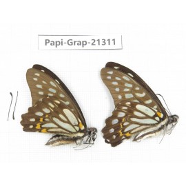 Graphium chironides ssp. China, Sichuan, Liangshan, Dechang county. 2M. Papi-Grap-21311.