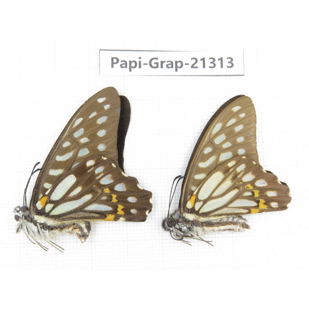 Graphium chironides ssp. China, Sichuan, Liangshan, Dechang county. 2M. Papi-Grap-21313.