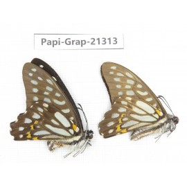 Graphium chironides ssp. China, Sichuan, Liangshan, Dechang county. 2M. Papi-Grap-21313.