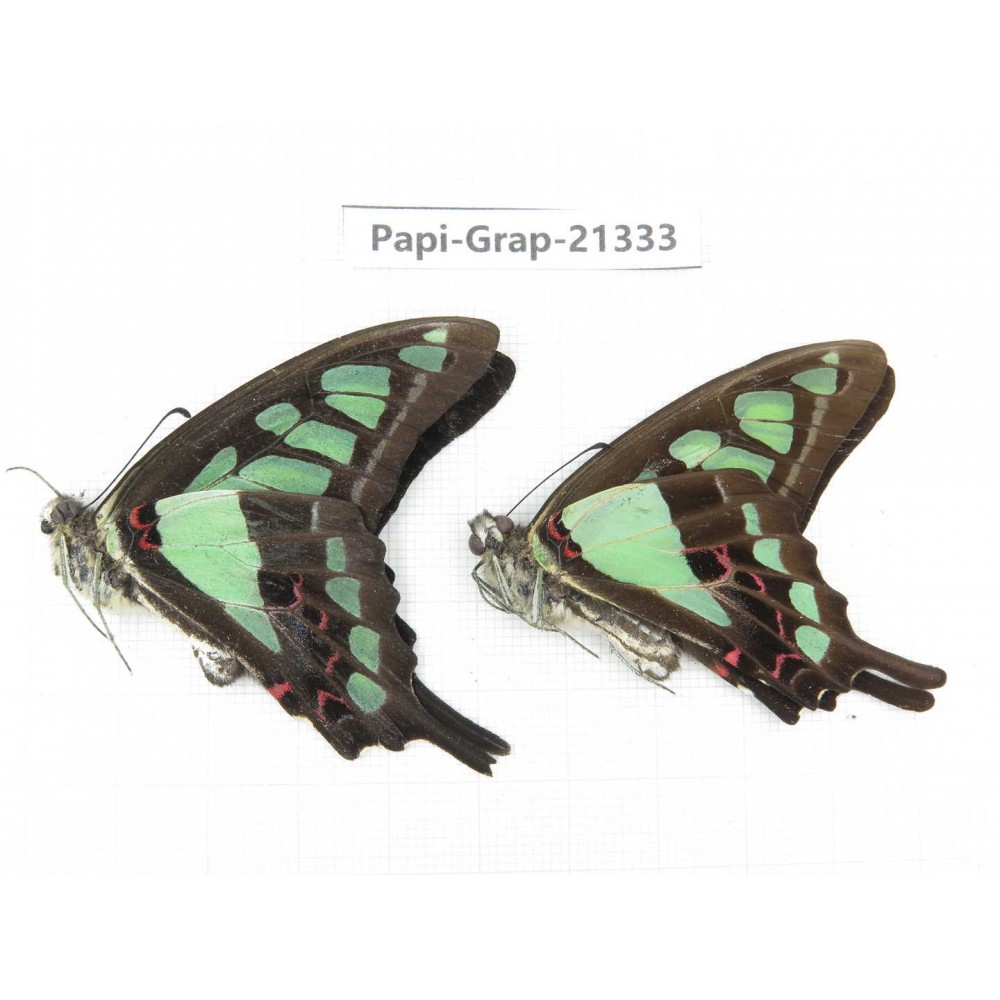 Graphium cloanthus ssp. China, Sichuan, Liangshan, Dechang county. 2M. Papi-Grap-21333.