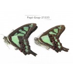 Graphium cloanthus ssp. China, Sichuan, Liangshan, Dechang county. 2M. Papi-Grap-21333.