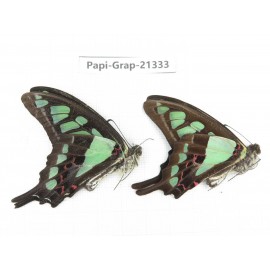 Graphium cloanthus ssp. China, Sichuan, Liangshan, Dechang county. 2M. Papi-Grap-21333.