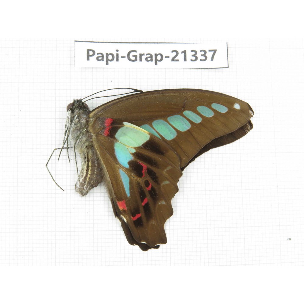 Graphium sarpedon ssp. China, Sichuan, Liangshan, Dechang county. 1M. Papi-Grap-21337.
