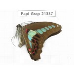 Graphium sarpedon ssp. China, Sichuan, Liangshan, Dechang county. 1M. Papi-Grap-21337.