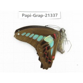 Graphium sarpedon ssp. China, Sichuan, Liangshan, Dechang county. 1M. Papi-Grap-21337.