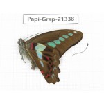 Graphium sarpedon ssp. China, Sichuan, Liangshan, Dechang county. 1M. Papi-Grap-21338.