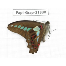 Graphium sarpedon ssp. China, Sichuan, Liangshan, Dechang county. 1M. Papi-Grap-21338.