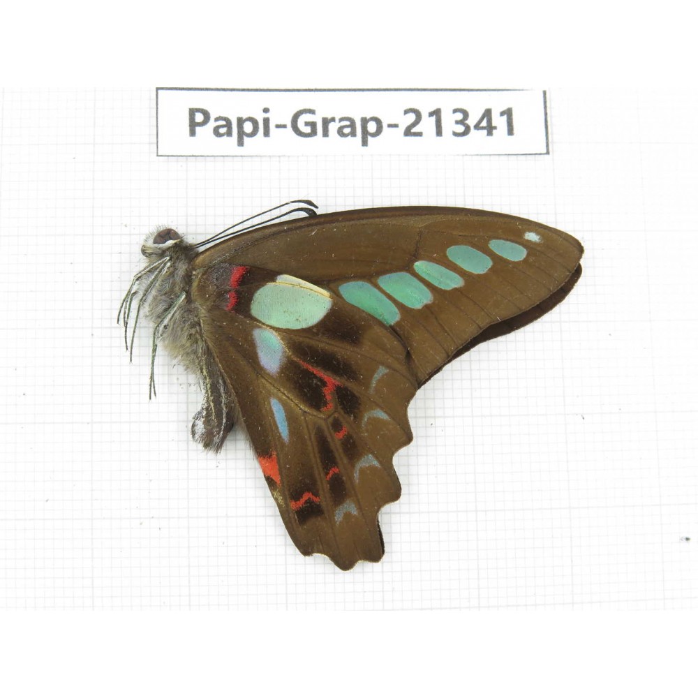 Graphium sarpedon ssp. China, Sichuan, Liangshan, Dechang county. 1M. Papi-Grap-21341.